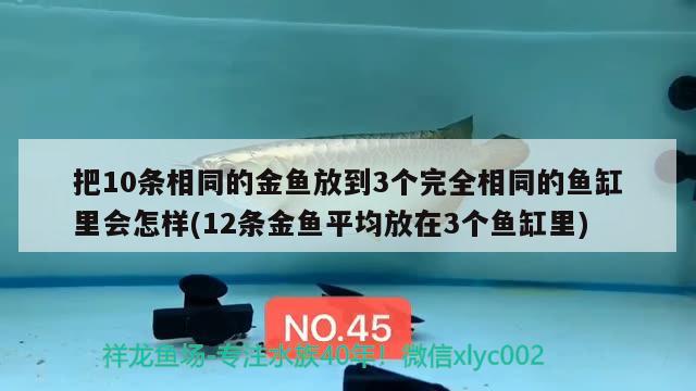 把10條相同的金魚放到3個(gè)完全相同的魚缸里會(huì)怎樣(12條金魚平均放在3個(gè)魚缸里) 眼斑魚