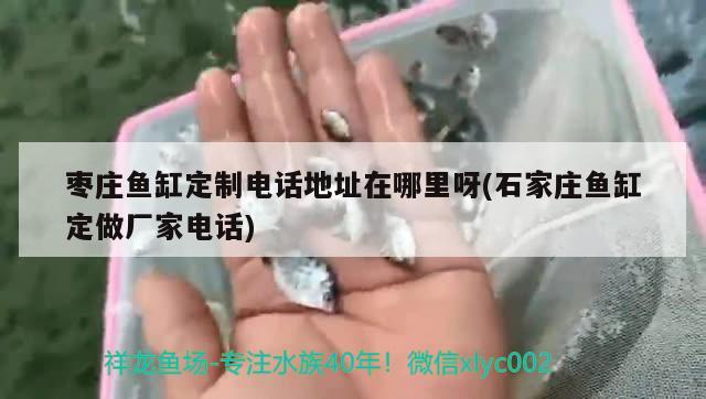 棗莊魚缸定制電話地址在哪里呀(石家莊魚缸定做廠家電話)