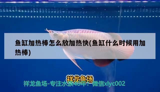 魚缸加熱棒怎么放加熱快(魚缸什么時候用加熱棒) 金老虎魚