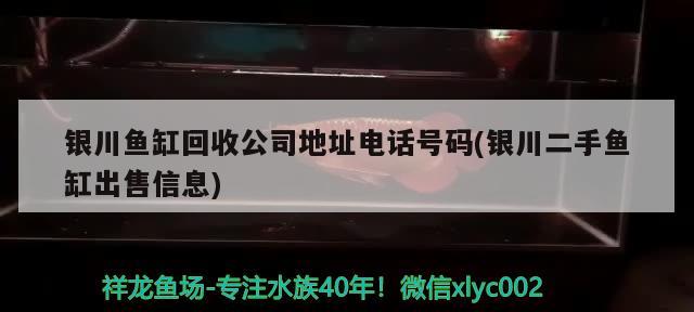 銀川魚缸回收公司地址電話號碼(銀川二手魚缸出售信息) 白子球鯊魚