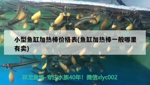 小型魚缸加熱棒價(jià)格表(魚缸加熱棒一般哪里有賣) 朱巴利魚苗