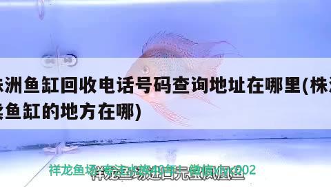 株洲魚缸回收電話號碼查詢地址在哪里(株洲賣魚缸的地方在哪) 廣州龍魚批發(fā)市場