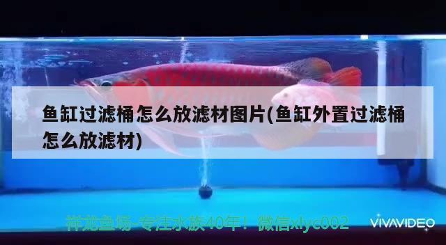 魚缸過濾桶怎么放濾材圖片(魚缸外置過濾桶怎么放濾材)