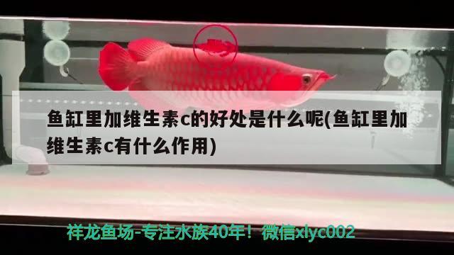 魚缸里加維生素c的好處是什么呢(魚缸里加維生素c有什么作用) 野彩魚