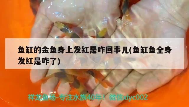 魚缸的金魚身上發(fā)紅是咋回事兒(魚缸魚全身發(fā)紅是咋了) 賽級紅龍魚