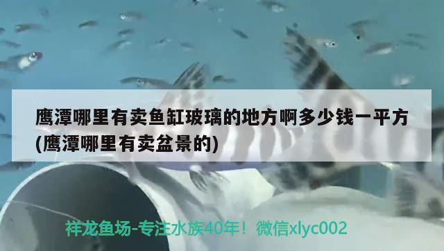 鷹潭哪里有賣魚缸玻璃的地方啊多少錢一平方(鷹潭哪里有賣盆景的)