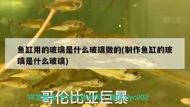 魚缸用的玻璃是什么玻璃做的(制作魚缸的玻璃是什么玻璃)