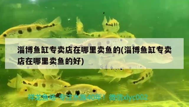 淄博魚缸專賣店在哪里賣魚的(淄博魚缸專賣店在哪里賣魚的好)