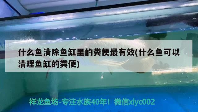 什么魚清除魚缸里的糞便最有效(什么魚可以清理魚缸的糞便)