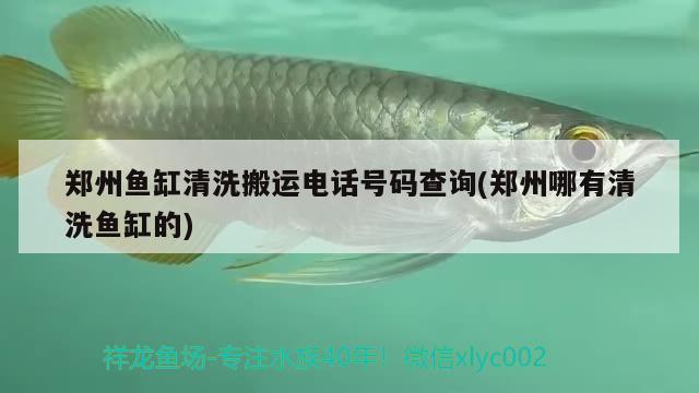 鄭州魚缸清洗搬運電話號碼查詢(鄭州哪有清洗魚缸的)