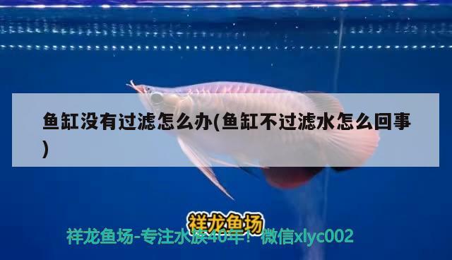 魚缸沒有過濾怎么辦(魚缸不過濾水怎么回事) 蘇虎