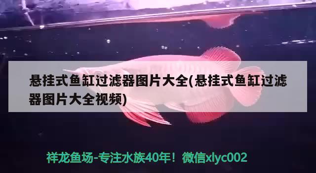 懸掛式魚缸過濾器圖片大全(懸掛式魚缸過濾器圖片大全視頻)