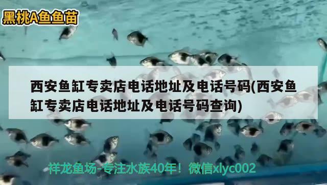 西安魚缸專賣店電話地址及電話號碼(西安魚缸專賣店電話地址及電話號碼查詢) 龍鳳鯉魚