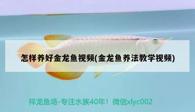 怎樣養(yǎng)好金龍魚視頻(金龍魚養(yǎng)法教學視頻) 細線銀板魚苗