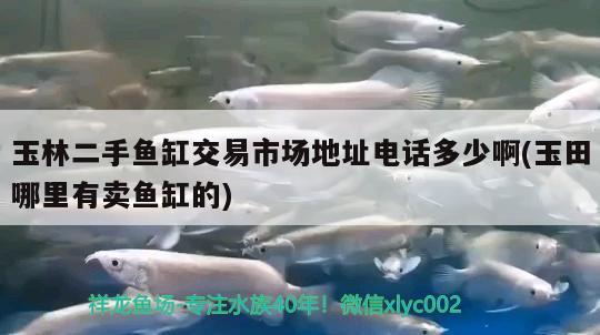 玉林二手魚缸交易市場地址電話多少啊(玉田哪里有賣魚缸的) 廣州龍魚批發(fā)市場