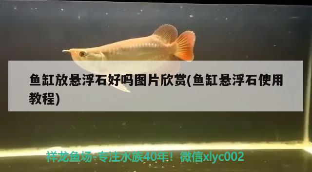 魚缸放懸浮石好嗎圖片欣賞(魚缸懸浮石使用教程)