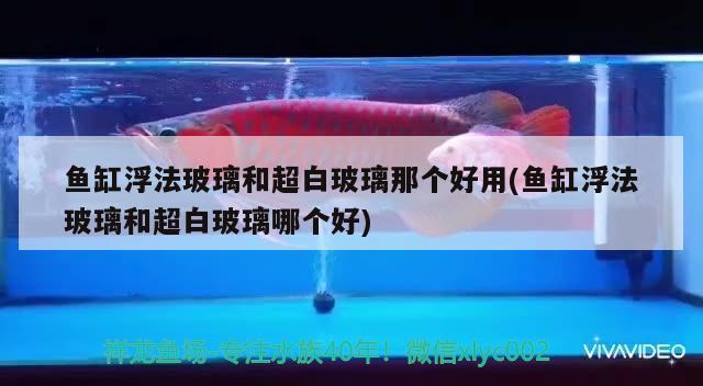 魚缸浮法玻璃和超白玻璃那個好用(魚缸浮法玻璃和超白玻璃哪個好) 黃金斑馬魚