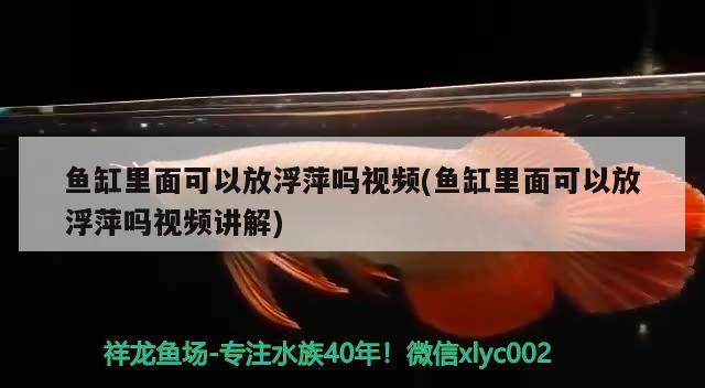 魚缸里面可以放浮萍嗎視頻(魚缸里面可以放浮萍嗎視頻講解) 魟魚百科