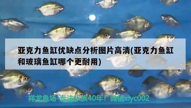 亞克力魚缸優(yōu)缺點分析圖片高清(亞克力魚缸和玻璃魚缸哪個更耐用)