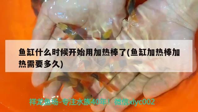 魚缸什么時候開始用加熱棒了(魚缸加熱棒加熱需要多久) 非洲金鼓魚