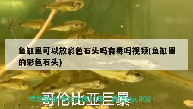 魚缸里可以放彩色石頭嗎有毒嗎視頻(魚缸里的彩色石頭) 星點(diǎn)金龍魚 第2張