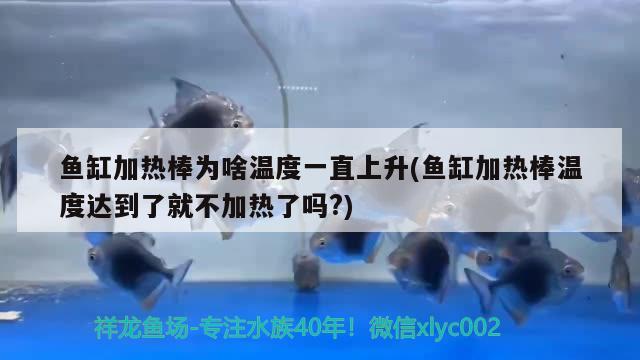 魚(yú)缸加熱棒為啥溫度一直上升(魚(yú)缸加熱棒溫度達(dá)到了就不加熱了嗎?)