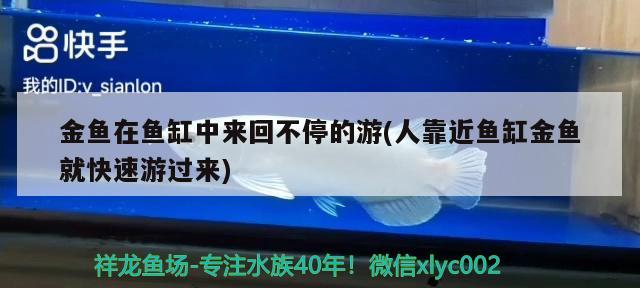 金魚在魚缸中來回不停的游(人靠近魚缸金魚就快速游過來)