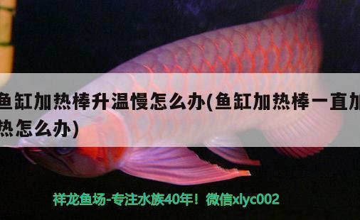 魚缸加熱棒升溫慢怎么辦(魚缸加熱棒一直加熱怎么辦)