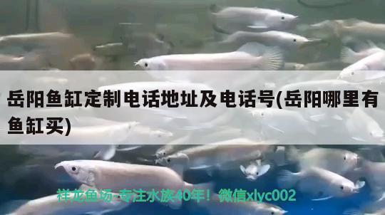 岳陽魚缸定制電話地址及電話號(岳陽哪里有魚缸買) 水草