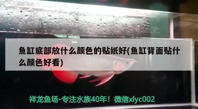 魚缸底部放什么顏色的貼紙好(魚缸背面貼什么顏色好看) 虎斑恐龍魚