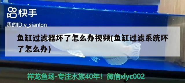 魚缸過濾器壞了怎么辦視頻(魚缸過濾系統(tǒng)壞了怎么辦) 豹紋夫魚苗