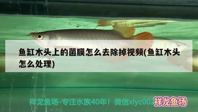 魚缸木頭上的菌膜怎么去除掉視頻(魚缸木頭怎么處理)