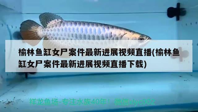 榆林魚缸女尸案件最新進(jìn)展視頻直播(榆林魚缸女尸案件最新進(jìn)展視頻直播下載) 進(jìn)口元寶鳳凰魚