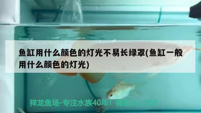 魚缸用什么顏色的燈光不易長綠罩(魚缸一般用什么顏色的燈光) 月光鴨嘴魚苗