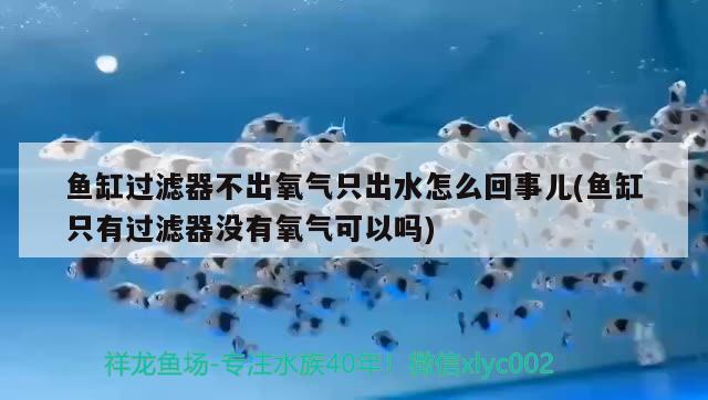 魚缸過濾器不出氧氣只出水怎么回事兒(魚缸只有過濾器沒有氧氣可以嗎)