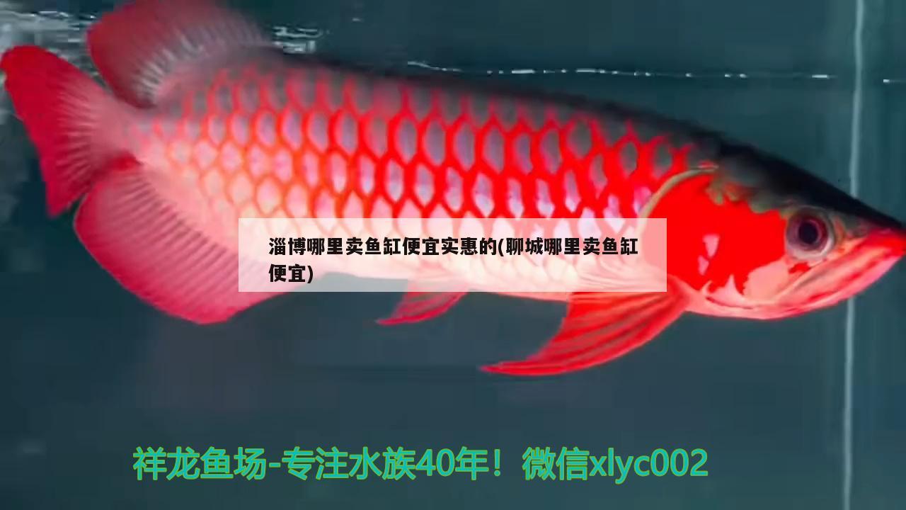 淄博哪里賣魚缸便宜實惠的(聊城哪里賣魚缸便宜)