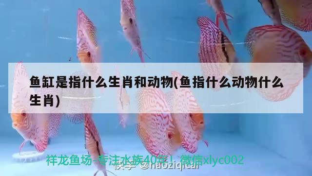 魚缸是指什么生肖和動物(魚指什么動物什么生肖) 紅龍專用魚糧飼料