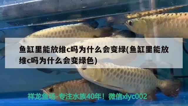 魚(yú)缸里能放維c嗎為什么會(huì)變綠(魚(yú)缸里能放維c嗎為什么會(huì)變綠色) 元寶鳳凰魚(yú)