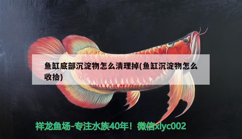 魚(yú)缸底部沉淀物怎么清理掉(魚(yú)缸沉淀物怎么收拾) 高背金龍魚(yú) 第3張