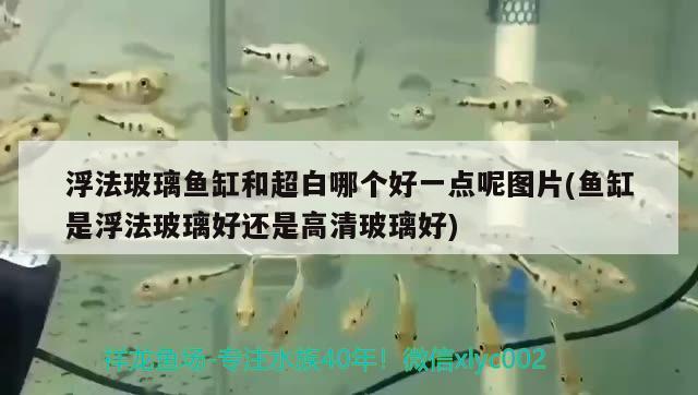 浮法玻璃魚缸和超白哪個好一點呢圖片(魚缸是浮法玻璃好還是高清玻璃好)