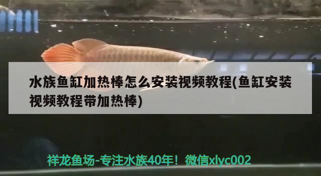 水族魚缸加熱棒怎么安裝視頻教程(魚缸安裝視頻教程帶加熱棒)