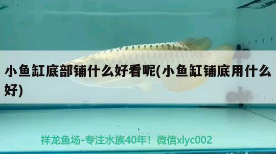 小魚缸底部鋪什么好看呢(小魚缸鋪底用什么好)