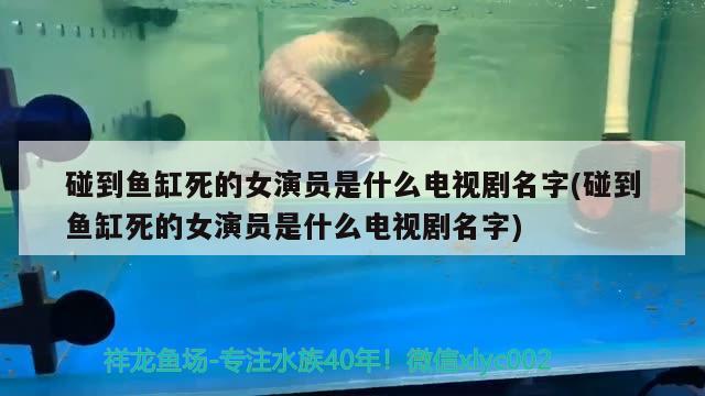 碰到魚缸死的女演員是什么電視劇名字(碰到魚缸死的女演員是什么電視劇名字) 錦鯉魚百科