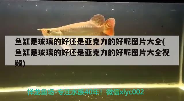 魚缸是玻璃的好還是亞克力的好呢圖片大全(魚缸是玻璃的好還是亞克力的好呢圖片大全視頻) 金老虎魚