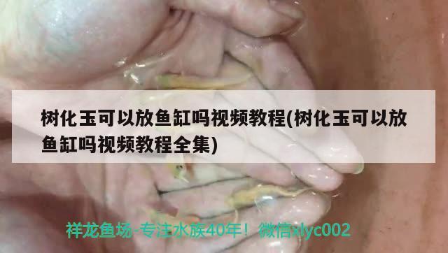 樹化玉可以放魚缸嗎視頻教程(樹化玉可以放魚缸嗎視頻教程全集)