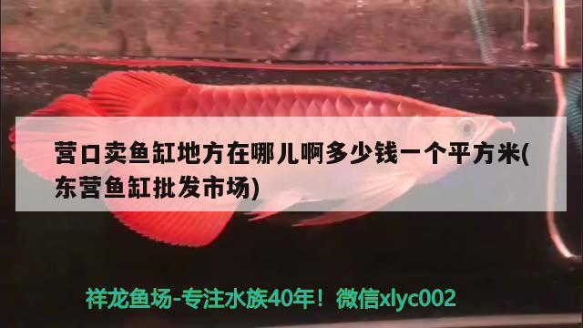 營(yíng)口賣魚(yú)缸地方在哪兒啊多少錢一個(gè)平方米(東營(yíng)魚(yú)缸批發(fā)市場(chǎng))