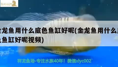 金龍魚用什么底色魚缸好呢(金龍魚用什么底色魚缸好呢視頻)