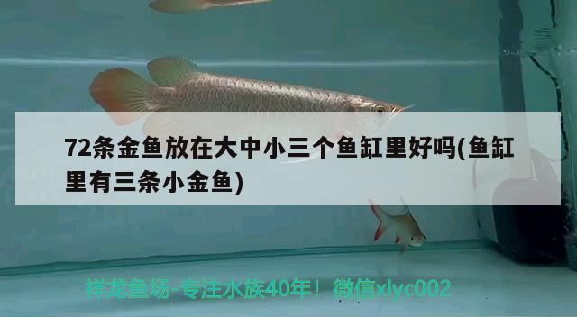 72條金魚(yú)放在大中小三個(gè)魚(yú)缸里好嗎(魚(yú)缸里有三條小金魚(yú)) 星點(diǎn)金龍魚(yú)