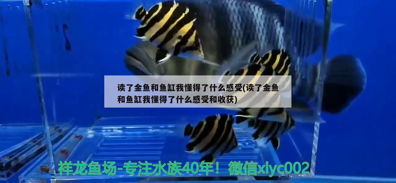 讀了金魚和魚缸我懂得了什么感受(讀了金魚和魚缸我懂得了什么感受和收獲) 羅漢魚批發(fā)