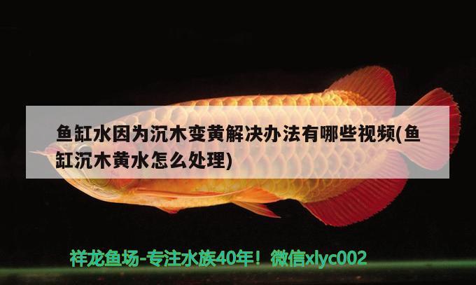 魚缸水因?yàn)槌聊咀凕S解決辦法有哪些視頻(魚缸沉木黃水怎么處理)